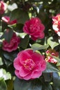 Beautiful Japanese camellias on the tree