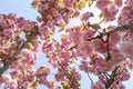 Beautiful japanese cherry blossom,Sakura flower, in a park on a very beautiful day of spring. Royalty Free Stock Photo