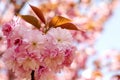 Beautiful japanese cherry blossom,Sakura flower, in a park on a very beautiful day of spring. Royalty Free Stock Photo