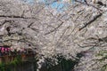 Beautiful japanese cherry blossom tree at Meguro river Royalty Free Stock Photo