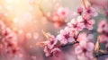 Beautiful Japanese cherry, pink Sakura background