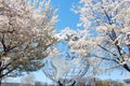 Beautiful Japanese Cherry Trees & Worlds Fair Globe