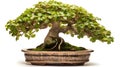 Beautiful Japanese Chinese sweet plum bonsai plant in a ceramic pot white background Royalty Free Stock Photo