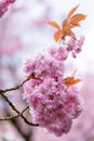 Beautiful Japanese flowering cherry Kwanzan tree in full bloom with shallow DOF