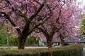 Beautiful Japanese flowering cherry Kwanzan tree in full bloom with shallow DOF