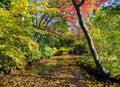 Beautiful japanese garden in autumn, Tokyo Royalty Free Stock Photo