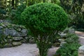 A beautiful Japanese garden explored on a sunny summer day. Royalty Free Stock Photo