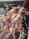 Beautiful Japanese koi fish in the mudpond Royalty Free Stock Photo
