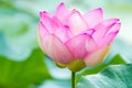 A Beautiful Japanese Lotus Flower in Bloom at the End of Summer Royalty Free Stock Photo