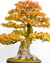 Japanese Maple Bonsai Tree in Planter Royalty Free Stock Photo