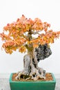 Japanese Maple Bonsai Tree in Planter Royalty Free Stock Photo