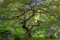 Beautiful Japanese Maple Tree with lush green leaves Royalty Free Stock Photo