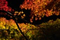 A beautiful Japanese maple tree taken in the autumn season in Kyushu, Japan