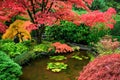 Beautiful Japanese maple trees in the Butchart Gardens Royalty Free Stock Photo