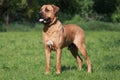 Beautiful japanese mastiff tosa inu dog against green natural background Royalty Free Stock Photo