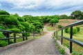 Beautiful japanese park with cultivated trees and bridge Royalty Free Stock Photo