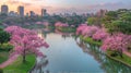 Beautiful Japanese park, landscape with sakura blooming.,