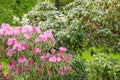 Beautiful Japanese pink Azalea flowers cut into a dense shrubbery. Full in bloom in may, springtime. .rhododendron in Royalty Free Stock Photo