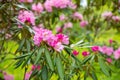 Beautiful Japanese pink Azalea flowers cut into a dense shrubbery. Full in bloom in may, springtime. .rhododendron in Royalty Free Stock Photo