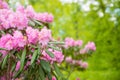 Beautiful Japanese pink Azalea flowers cut into a dense shrubbery. Full in bloom in may, springtime. .rhododendron in Royalty Free Stock Photo