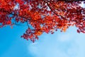 japanese red maple with blue sky autumn background with copy space Royalty Free Stock Photo