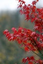 Beautiful Japanese red maple tree leaves in autumn Royalty Free Stock Photo