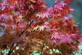 Beautiful Japanese red maple tree leaves in autumn Royalty Free Stock Photo