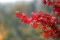 Beautiful Japanese red maple tree leaves in autumn Royalty Free Stock Photo