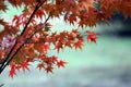 Beautiful Japanese red maple tree leaves in autumn Royalty Free Stock Photo