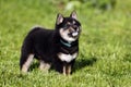 Beautiful japanese shiba inu puppy dog portrait Royalty Free Stock Photo