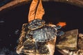 Japanese turtles in a pond Royalty Free Stock Photo