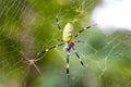 Beautiful japanese yellow joro spider in the net