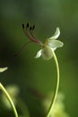 Beautiful jasmin flower