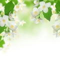 Beautiful Jasmine Royalty Free Stock Photo