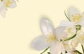 Beautiful jasmine background for your text or banner. White blooming jasmine. Banner for beauty product, perfume or