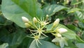 Beautiful jasmine flower buds Royalty Free Stock Photo