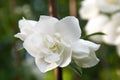 Beautiful jasmine flower with buds Royalty Free Stock Photo