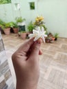 A beautiful Jasmine flower.In India, it's called as Chameli.