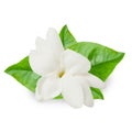 Beautiful Jasmine flower Royalty Free Stock Photo