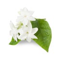 Beautiful Jasmine flower Royalty Free Stock Photo