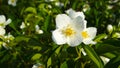 Beautiful Jasmine flowers.