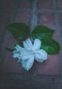 A beautiful jasmine flowers with leaves on a brick color floor with a dull moody look Royalty Free Stock Photo