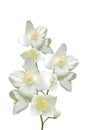 Beautiful jasmine flowers with leaves isolated on white