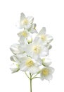 Beautiful jasmine flowers with leaves isolated on white Royalty Free Stock Photo