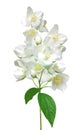 Beautiful jasmine flowers with leaves isolated on white Royalty Free Stock Photo