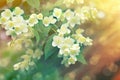 Beautiful jasmine flowers lit by sun rays in late afternoon Royalty Free Stock Photo