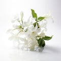 Beautiful Jasmine Flowers: Soft Focal Points And Dramatic Lighting