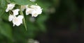 Beautiful jasmine flowers in spring at green background. Elegant artistic image nature. Banner format, copy space.