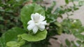 beautiful jasmine flowersin the morning Royalty Free Stock Photo