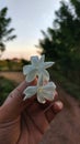 Beautiful jasmine on the hand Royalty Free Stock Photo